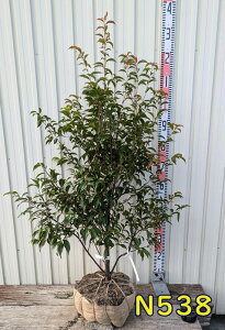 yIׂ錻iz΃GSmLigLGSmLjc