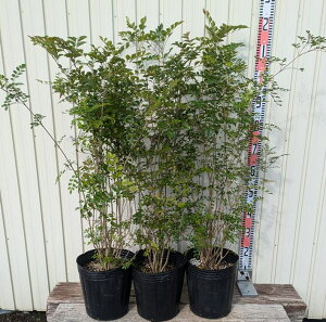 yizV}glR@c؁@@80cm@8@3{Zbg@A501