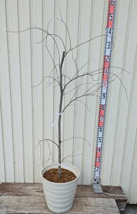 y󂠂/izAJniYIE@Vo[NEh@c؁@10tO[A@N543