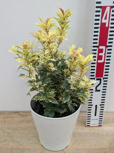 SVLqCM(ܐFЂ炬) @c؁@5