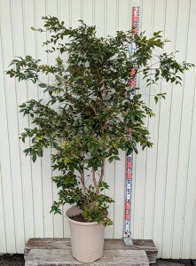 yiR703zW{`Jo @tn@c؁@12A