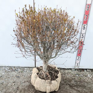 yizhE_ccW ʎd W50cm×H55cm@N544sԁAgt؁@c؁t