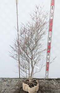 yizhE_ccW@c؁@W55cm×D50cm×H110cm@N545sԁAgt؁t