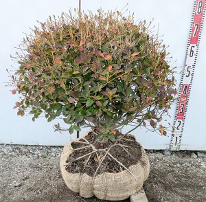 yizhE_ccW ʎd W55cm×H55cm@N546sԁAgt؁@c؁t