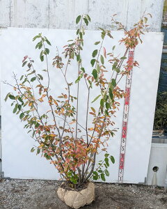 yizW[x[@c؁@@1.7m@K712