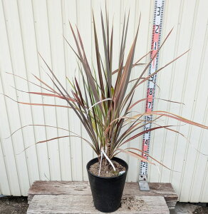 yizhZi@RWl@GNgbNX^[ @@10ZA[gA@P2016