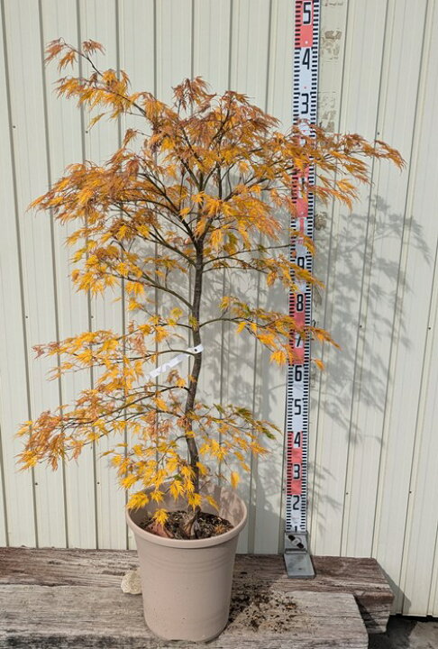 楽天市場】【現品発送】アオシダレモミジ 青枝垂れ紅葉 苗木 10号 