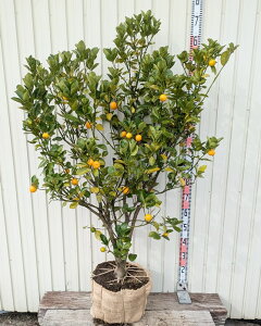 �y���i�z��������i�I�I�~�L���J���j�@����@�c�؁@����1.4m�@J589