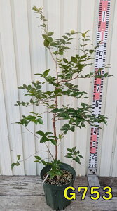 yIׂ錻izW{`Jo @c؁@6