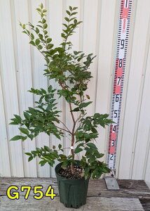 yIׂ錻izW{`Jo @c؁@6