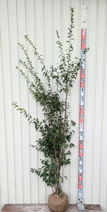 yiznCmL(D̖)@@1.8m@J541