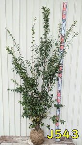 yIׂ錻iznCmL(D̖)@@c؁@1.5m`