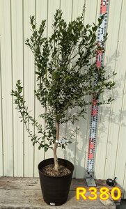 yiR380/isztBK[C@c؁@ڂؕc@9tO[A