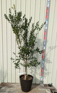 yiR381/isztBK[C@c؁@ڂؕc@9tO[A