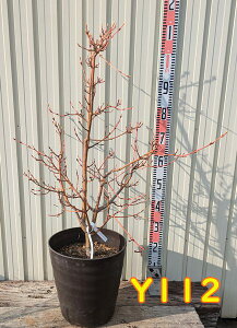 yIׂ錻izviNV}IiKJGfj@eсiLTJjVLj@10tO[A