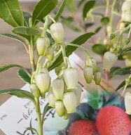 【選べる現品発送】イチゴノキ(ストロベリーツリー)　白花　苗木　5号ポット植え