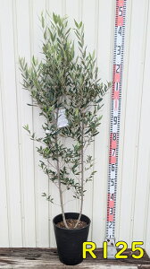 yIׂ錻izI[u̖؁@ЂȂ(qiJ[)@c؁@8ZA[gA