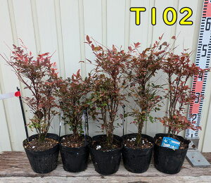 �y�󂠂�/���i/5�Z�b�g�z�␫��V(�i���e���j �g���C���C�g�@�c�؁@5��