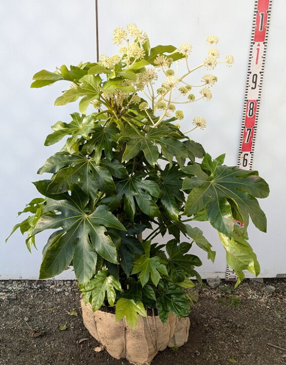 楽天市場】【現品】ヤツデ 苗木 株立ち 樹高約60cm F191 : 千草園芸