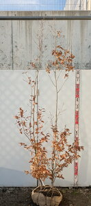 �y���i�z���}�R�E�o�V�@�c�؁@�������@����2.1m�@K508