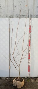 �y���i�����z�W���[���x���[�@���r���q��(�s���N)�@�c�؁@����1.8m�@F192