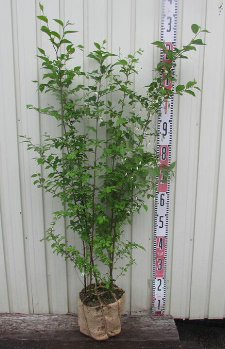 楽天市場 エゴノキ 白花 株立ち 樹高80cm 千草園芸