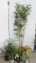 シンボルツリーのシマトネリコとグランドカバー低木セットDX(デラックス)　【植物9個】