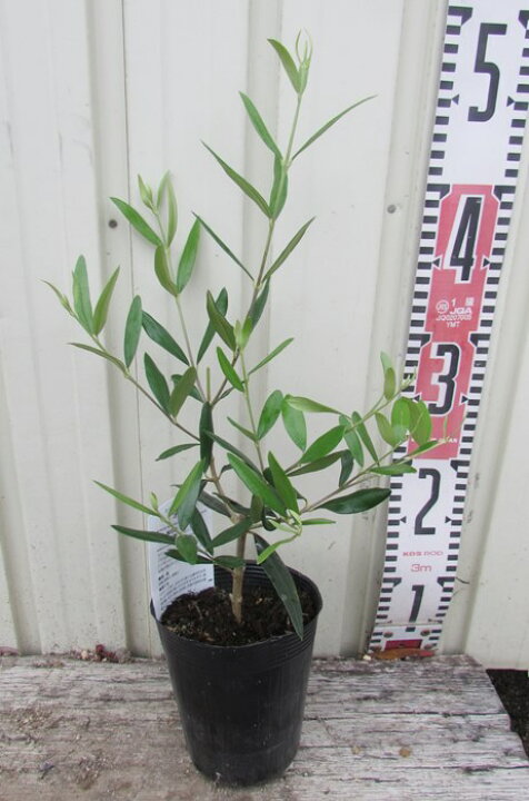 オリーブ ネバディロブロンコ 5号鉢 送料無料 観葉植物 オリーブの木 苗 シンボルツリー 庭木 果樹 売れ筋がひ