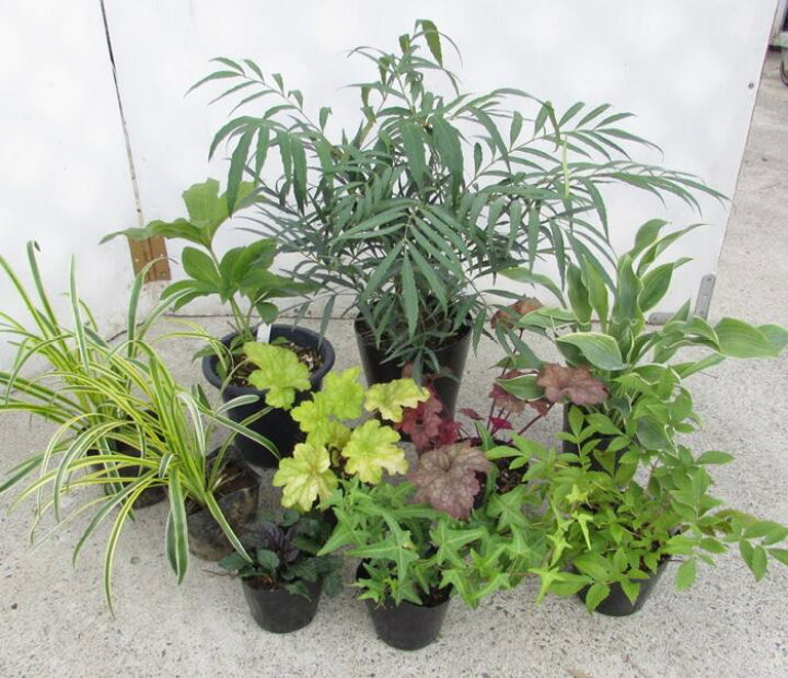 楽天市場 日陰で育つ植物 洋風シェードガーデンセット クリスマスローズ開花見込み苗付き 植物８種 千草園芸