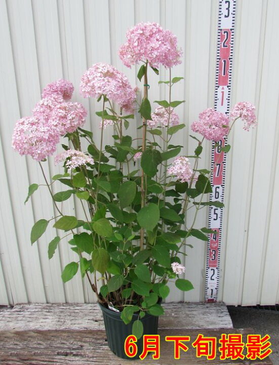 楽天市場 屋外管理苗 アジサイ 紫陽花 あじさい ピンクのアナベル ピンカーベル 8号大苗 千草園芸