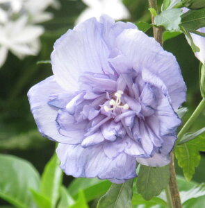 NQ [YIuV@VtH@c؁@6