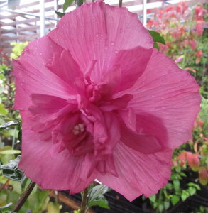 NQ@[YIuV@}[^VtH@c؁@7(e12)