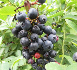 u[x[ Xj[@c؁@5.5yrbgACnz