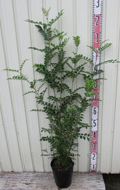 シマトネリコ　株立ち　苗木　6号