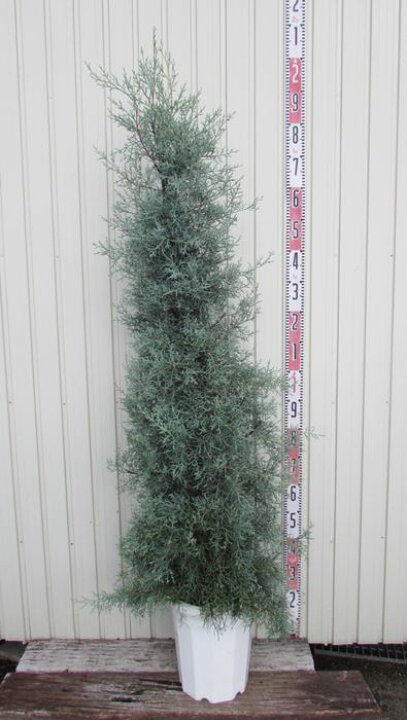 楽天市場 現品発送 コニファー クプレッサス ブルーアイス 10号鉢植え 樹高1 6m 01 千草園芸