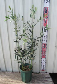 【2品種植え】オリーブの木　苗木　5号【ミッション×ネバディロブランコ、フラントイオ×コロネイキ、アルベキナ×シプレッシーノ、アスコラーナ×ルッカ】