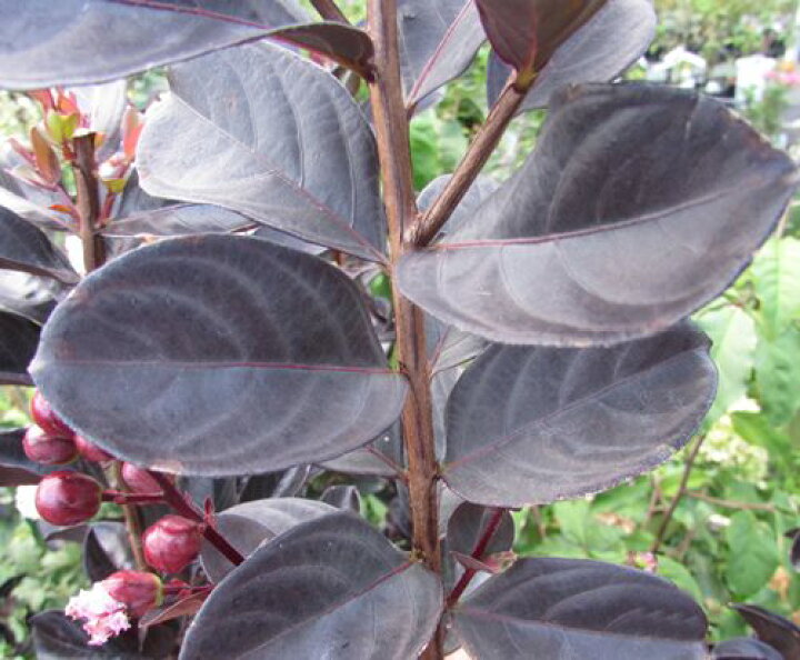 楽天市場 サルスベリ ブラックリーフダイヤモンド ブラッシュ ホワイト ほんのりピンク系 苗木 樹高1m ７号 千草園芸