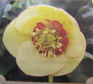 NX}X[Y@JԌ݊@c @VO炫@CG[sReB@4|bgc