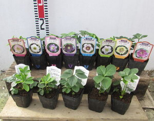 NX}X[Y@c @d炫(_u炫)@3c u5ZbgvyԐF܂z