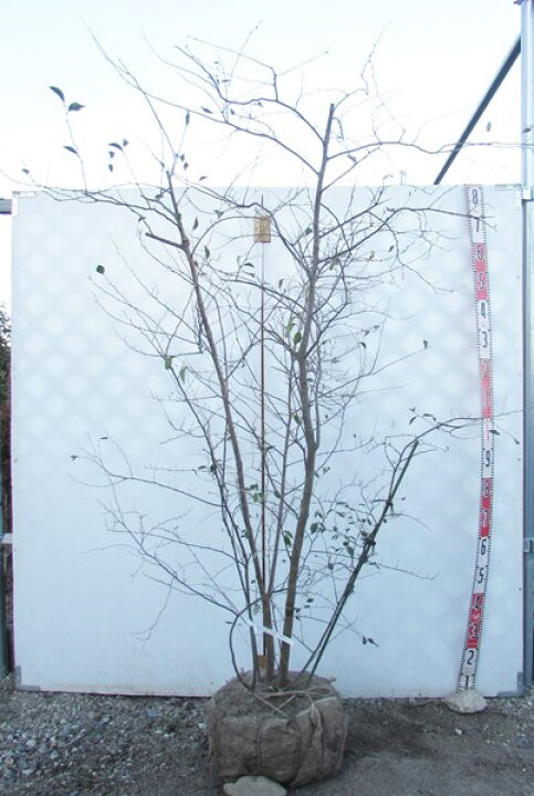 楽天市場 現品 エゴノキ 白花 株立ち 苗木 樹高1 6m シンボルツリー 人気のエゴの木 千草園芸 楽天市場 現品 エゴノキ 白花 株立ち 苗木 樹高1 6m シンボルツリー 人気のエゴの木 千草園芸