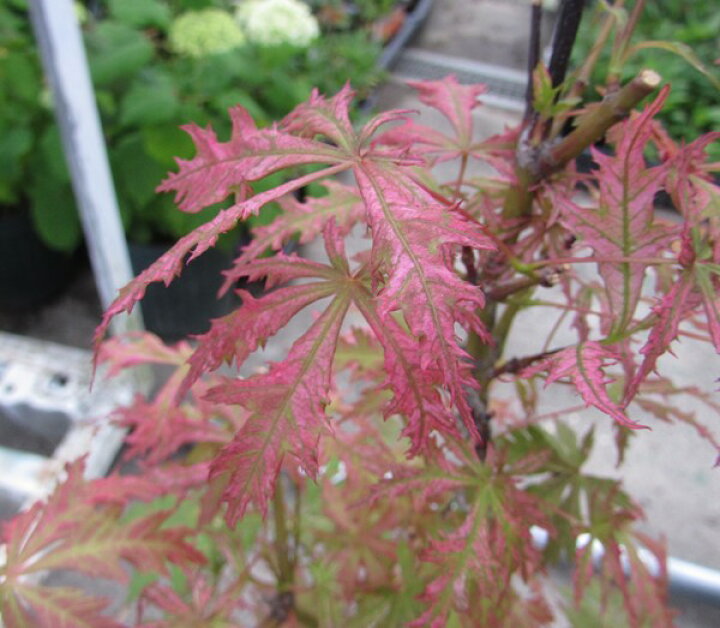 楽天市場】【現品】モミジ アリアドネ 苗木 7号鉢植え 60902 : 千草園芸