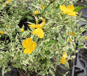 斑入り山吹(フイリヤマブキ)吹雪錦フクリン斑 4.5号苗