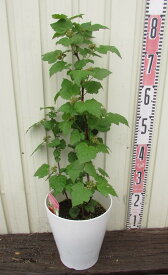 【実付き】ウルトララズベリー苗（超大王）レッドドリーム　7号鉢植え　大苗(b08)