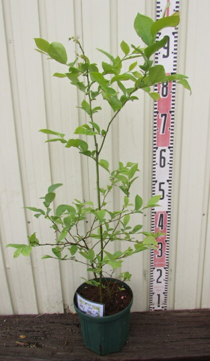 楽天市場】ブルーベリー ホームベル 苗木 6号【ラビットアイ系】(k05 