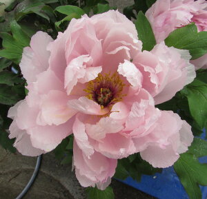 ボタン(牡丹) 苗木 吉野川(ヨシノガワ) 7号