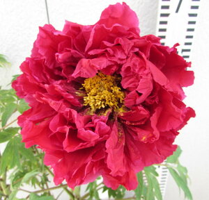 {^(O)@c؁@ÍgiV}dxjj7