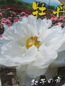 {^(O)@c؁@Iq̕(LRm}C)@7