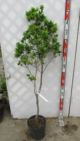 【現品】クロソヨゴ(黒ソヨゴ)　雌木(メス)　苗木　樹高1.3m　K2704