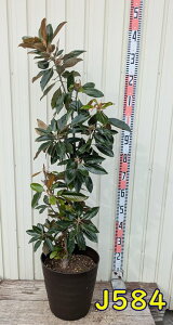 yizlG炫^CT{N@gWF@10tO[A(_[NuE)@c