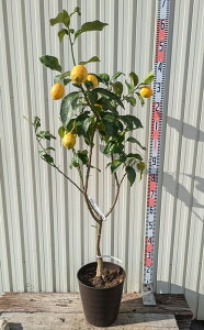 yiP103z ̖؁@[J@c؁@9tO[Ay_[NuEz